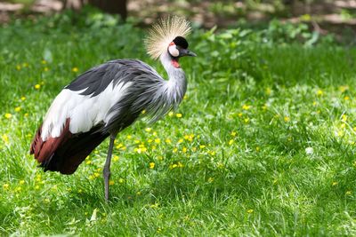 Close-up of bird on field