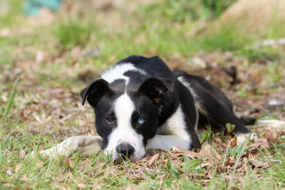 Close-up portrait of dog on grass