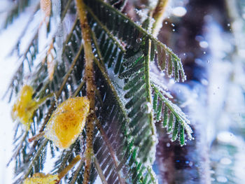 Close-up of wet leaves during winter