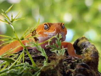 Close-up of frog on land
