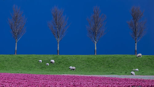 Sheep grazing on landscape against blue sky