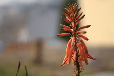 Close-up of plant