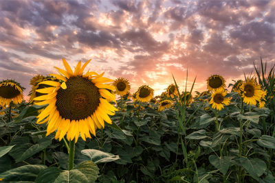 Scenic view of sunflower field against cloudy sky during sunset
