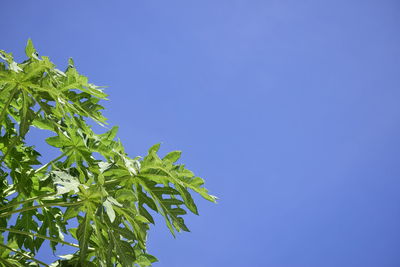 Low angle view of leaves against blue sky