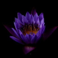 Close-up of flower over black background