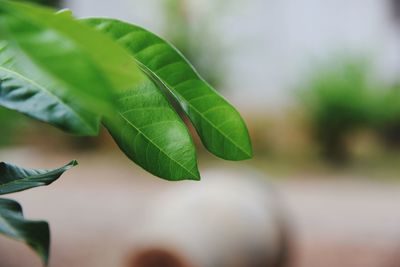 Close-up of green leaves