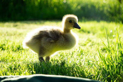 View of a bird on field