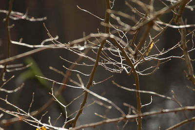 Close-up of spider web on plant
