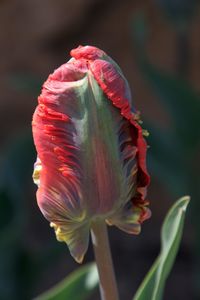 Close-up of red flowering plant