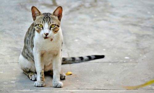 Portrait of cat sitting outdoors