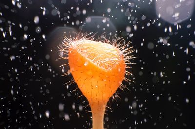 Close-up of water drops on orange flowers