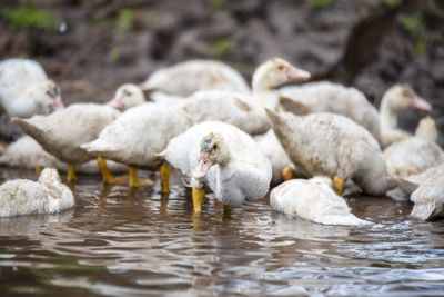 Ducks in a water