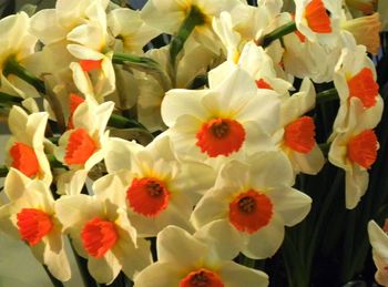 Full frame shot of white flowers