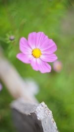 Close-up of purple daisy flower