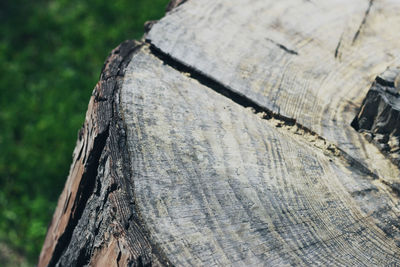 Close-up of tree trunk in forest