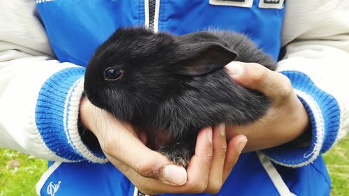 Midsection of person holding rabbit