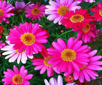 Close-up of pink flowering plants