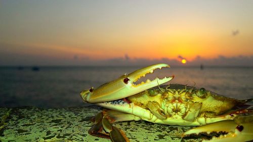 Close-up of crab on beach against sky during sunset