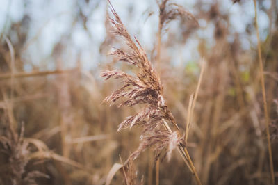 Close-up of stalks in field