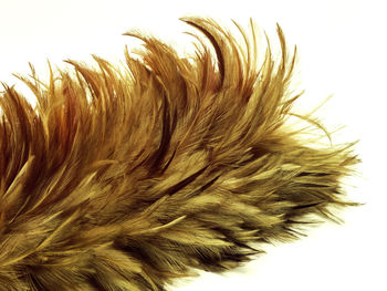 Close-up of dandelion against white background