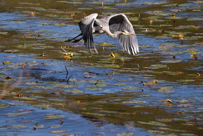 View of birds flying over lake