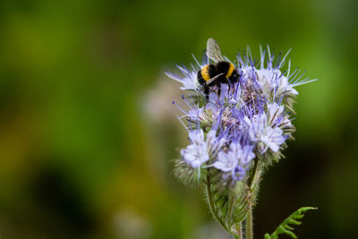 Close-up of bee pollinating on purple flower