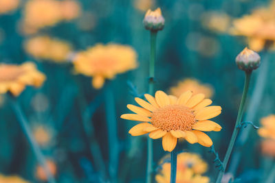 Close-up of yellow flowering plant on field