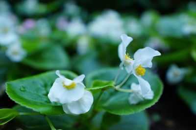 Close-up of white flowering plant