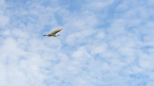 Low angle view of a bird flying