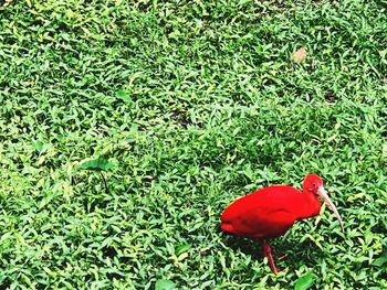 High angle view of a bird on field