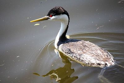 Birds in calm water