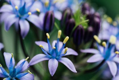 Close-up of purple flowers blooming