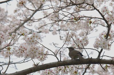 Low angle view of white apple blossoms in spring