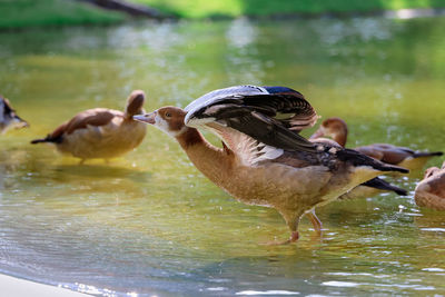 Young goose spreading its wings - jovem ganso abrindo as asas.