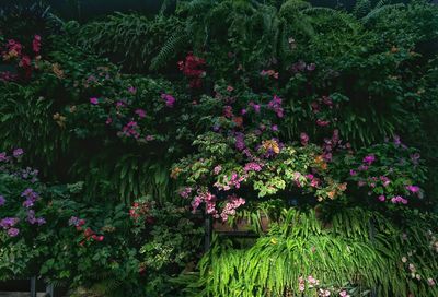 Pink flowering plants in garden