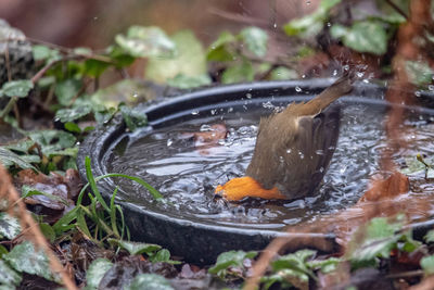 Close-up of bird in water