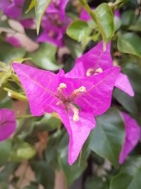 Close-up of purple bougainvillea blooming outdoors