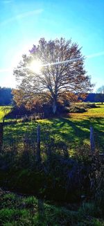 Trees on field against bright sun