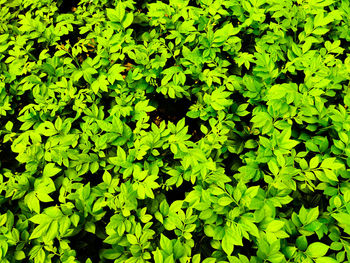 Full frame shot of leaves