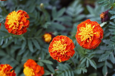 Close-up of orange marigold flowers
