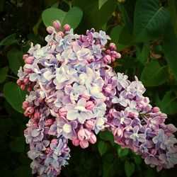 Close-up of pink flowers
