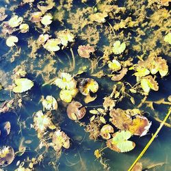 Close up of water lily in lake