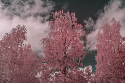 Low angle view of trees against sky during winter