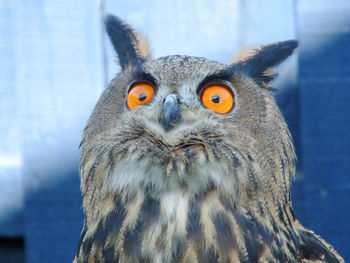 Close-up portrait of owl