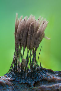 Extreme macro shooting of slime molds