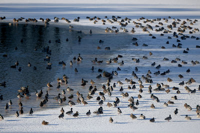 High angle view of birds on beach