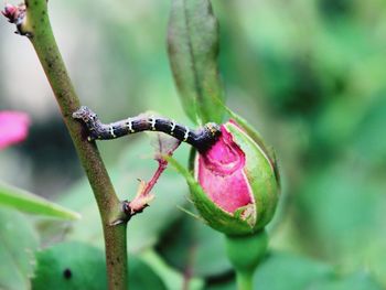 Close-up of insect on flower