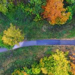Trees in forest during autumn