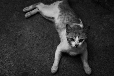 High angle portrait of cat standing outdoors