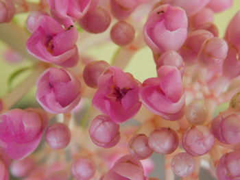 Close-up of pink flowers